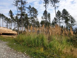 Hessischer Waldbesitzerverband e.V. - Schönes Bild von Wald in Hessen