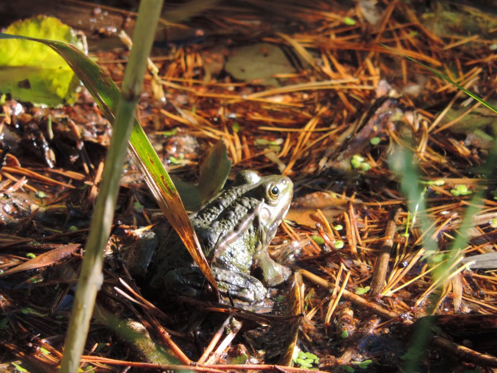 Hessischer Waldbesitzerverband e.V. - Frosch im Wald in Hessen